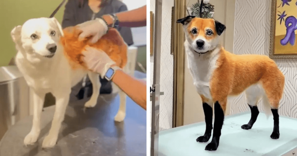 Viral Dog Groomer Gabriel Feitosa Transforms Dogs Into Other Adorable