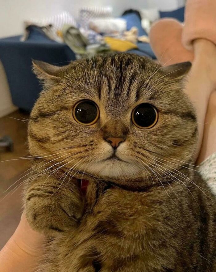 Adorable Cats