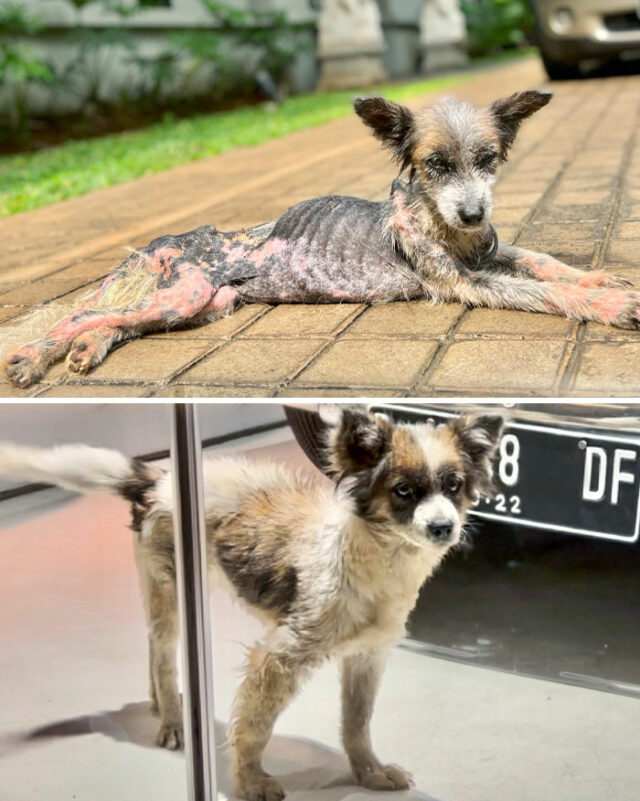 40 Rescue Dogs That Underwent An Amazing Transformation DeMilked