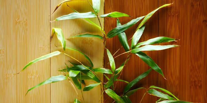 Bamboo vs Hardwood Flooring Difference and Comparison Diffen