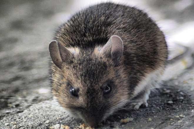 Mouse vs Rat Difference and Comparison Diffen