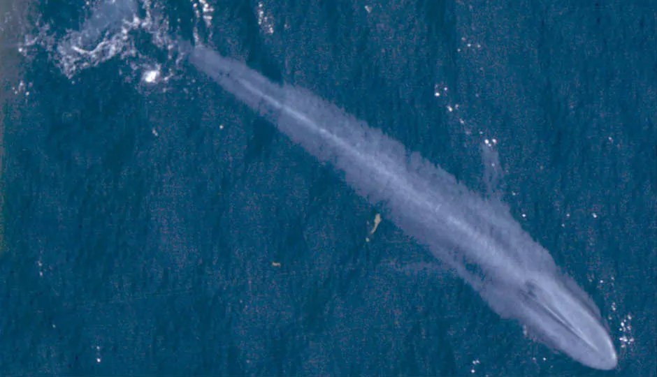 The Blue Whale Challenge What it is and how can you
