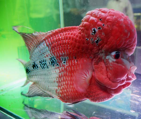 Places to visit in Maharashtra Taraporewala Aquarium, Mumbai