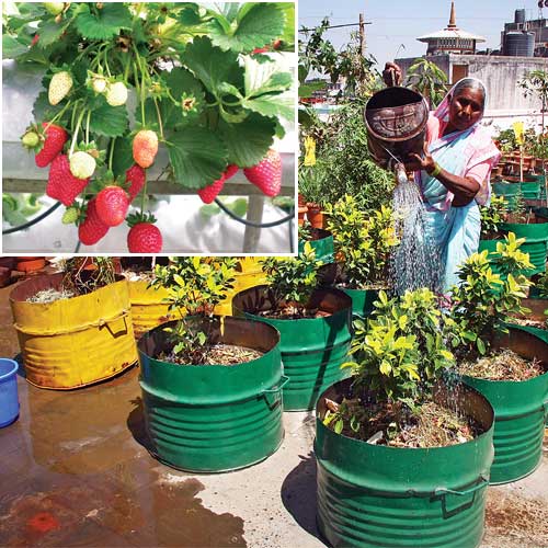 Strawberry fields on my terrace