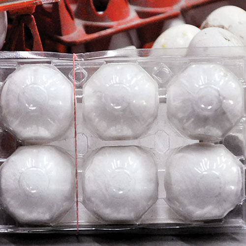 Here come cholesterolfree and odourless eggs