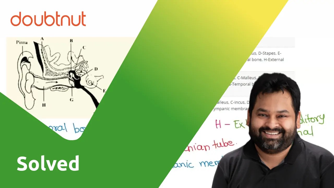 [Tamil Solution] ATympanic membrane, BIncus, CMalleus, DStapes, E