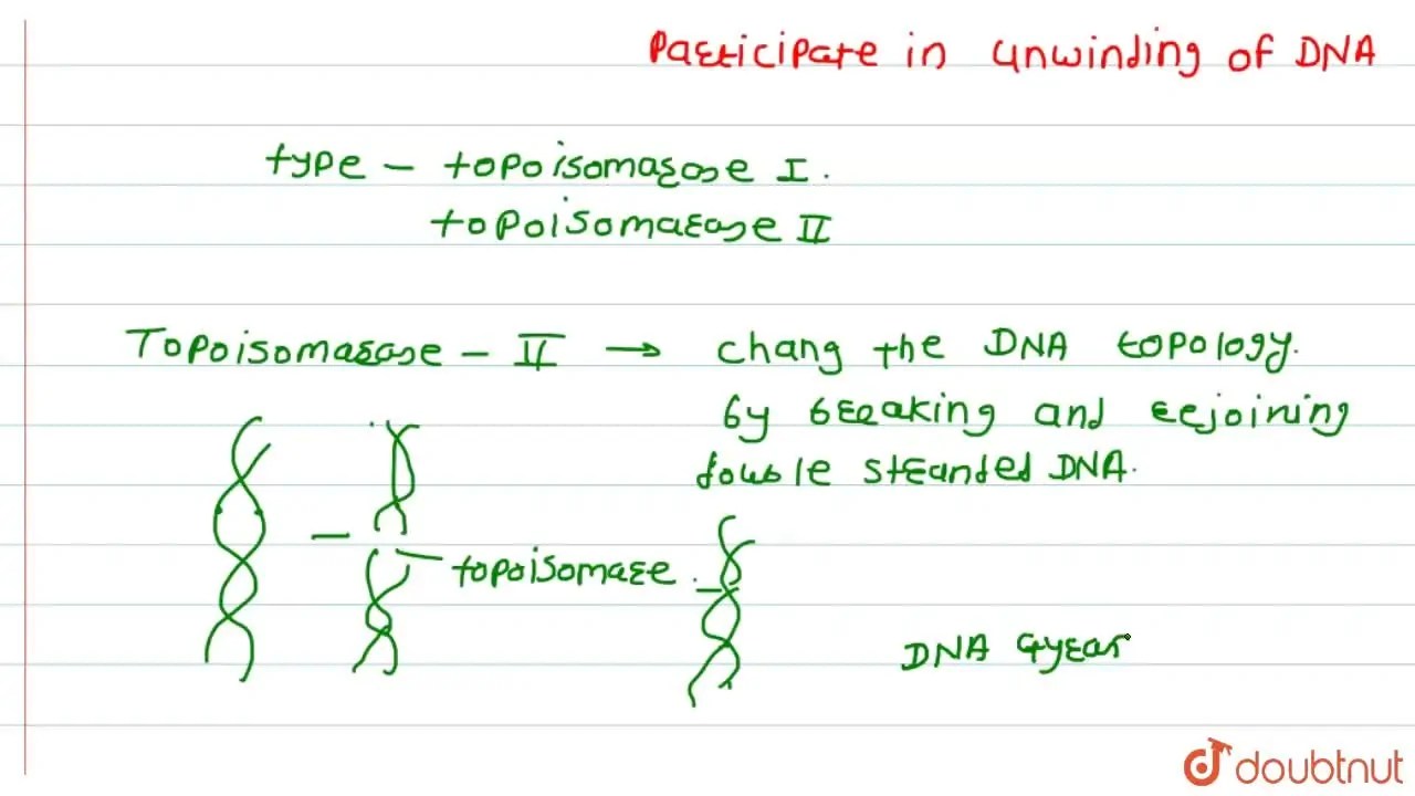 [Marathi Solution] Which enzyme does remove supercoils from replicatin