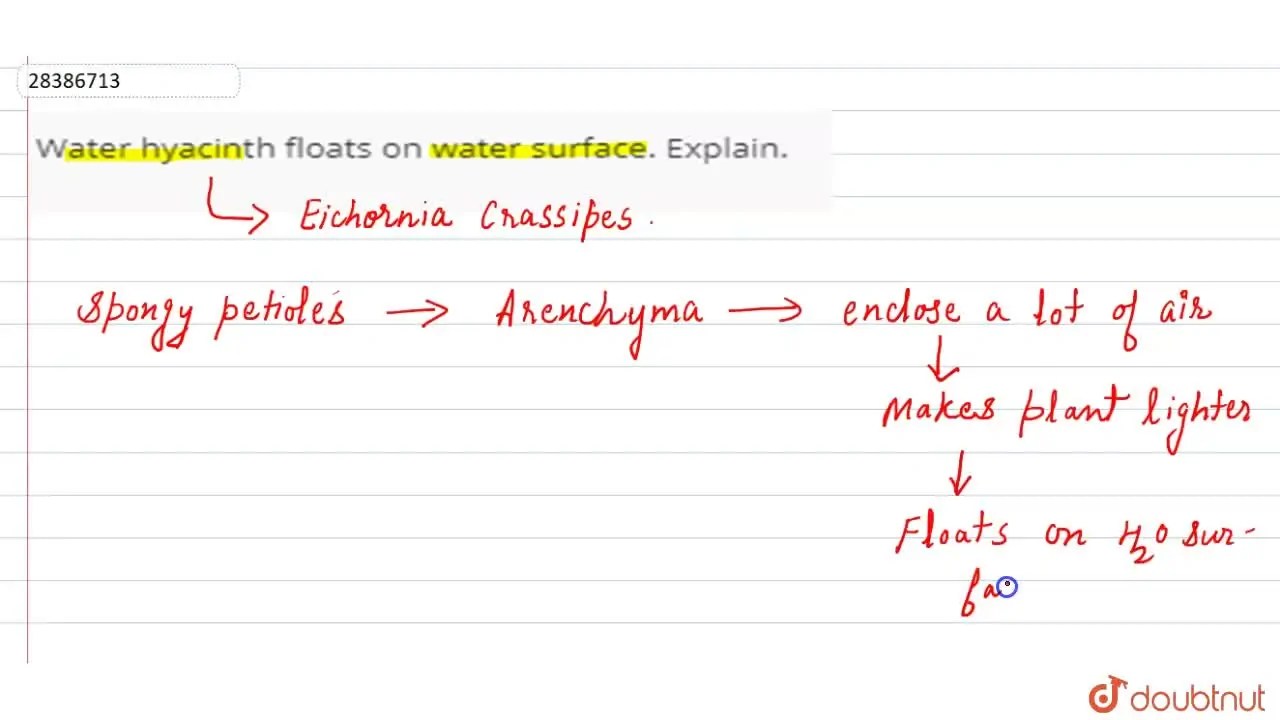Water hyacinth floats on water surface. Explain.