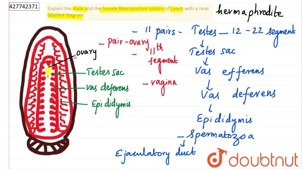 [Tamil Solution] Explain the male and the female Reproductive system o