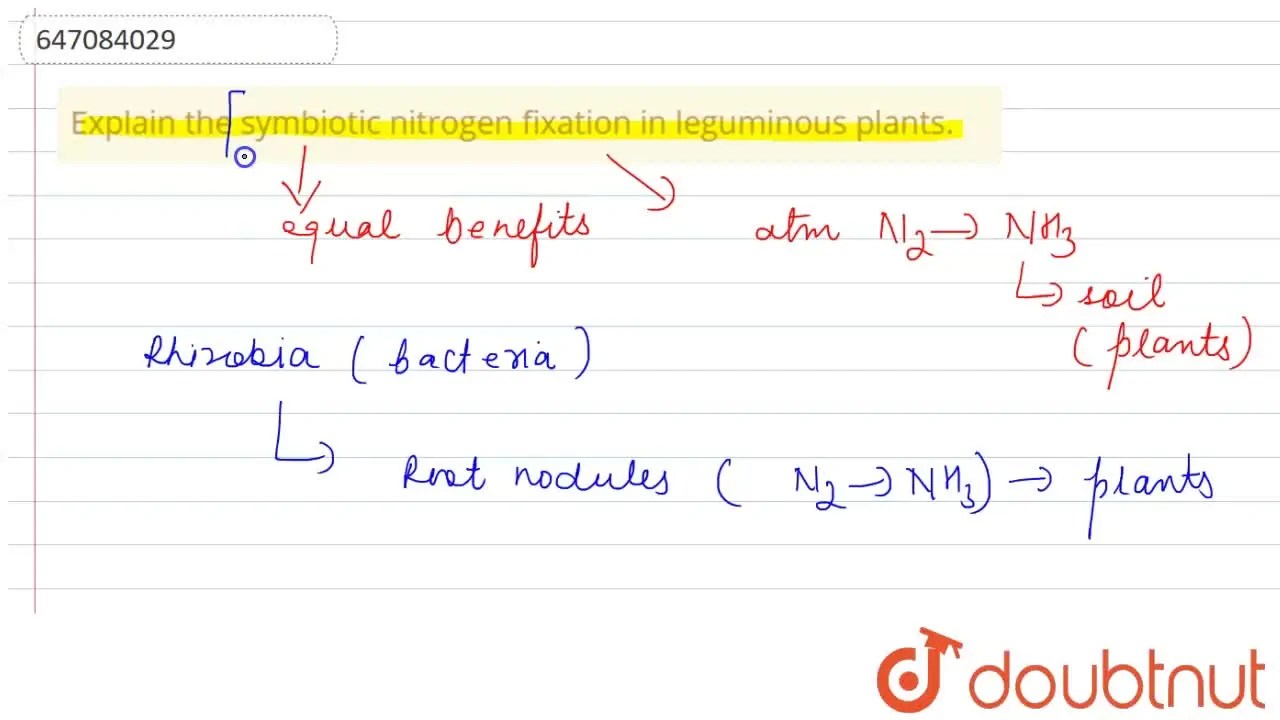 [Punjabi Solution] Explain the symbiotic nitrogen fixation in legumino
