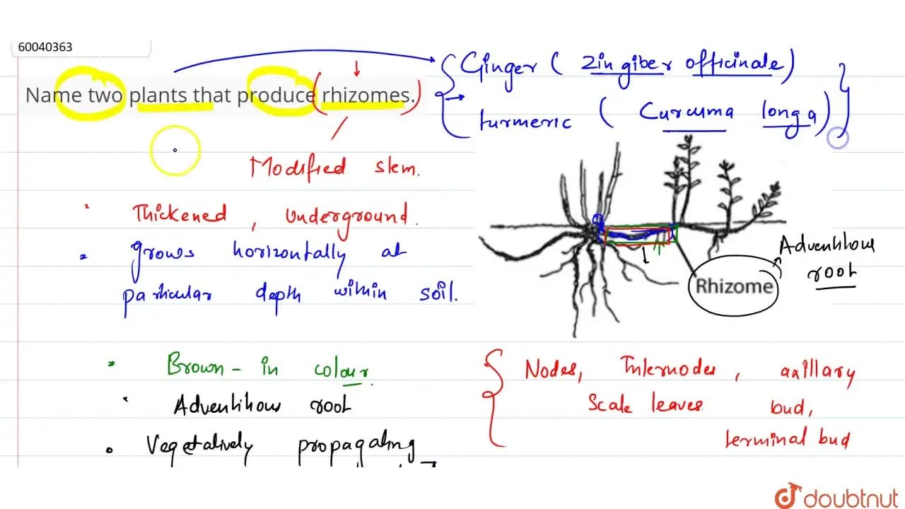 Name two plants that produce rhizomes.
