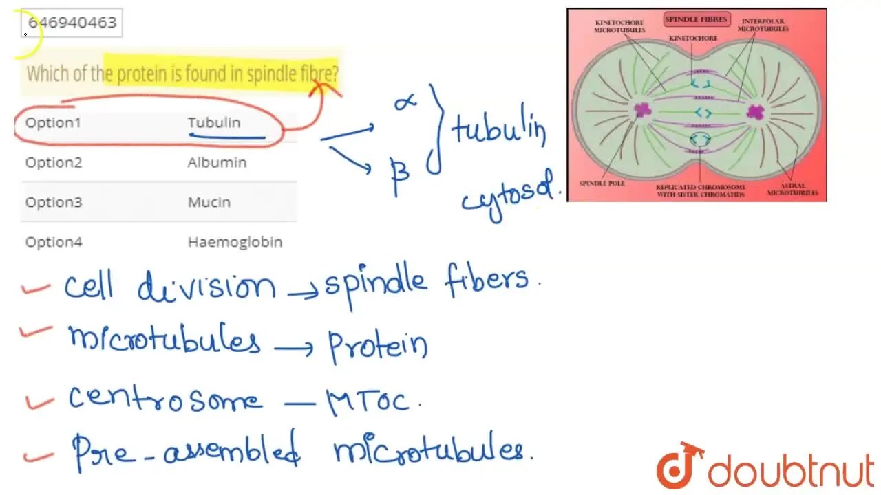 [Tamil Solution] Which of the protein is found in spindle fibre?