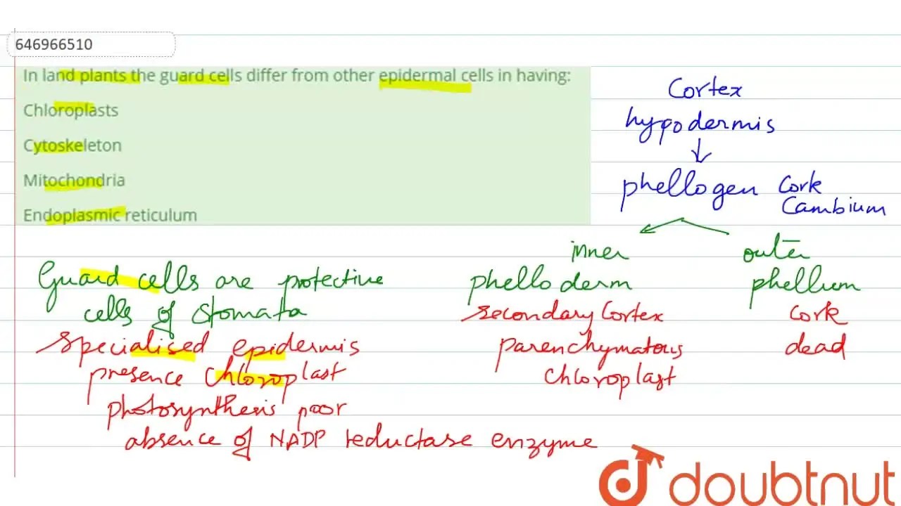 [Tamil Solution] In land plants the guard cells differ from other epid