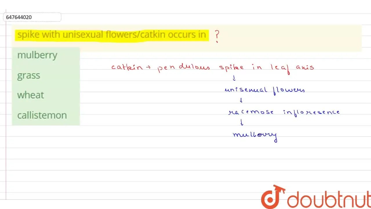 [Bengali Solution] spike with unisexual flowers/catkin occurs in