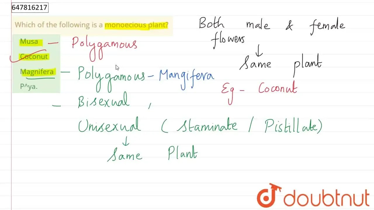 [Tamil Solution] Which of the following is a monoecious plant?