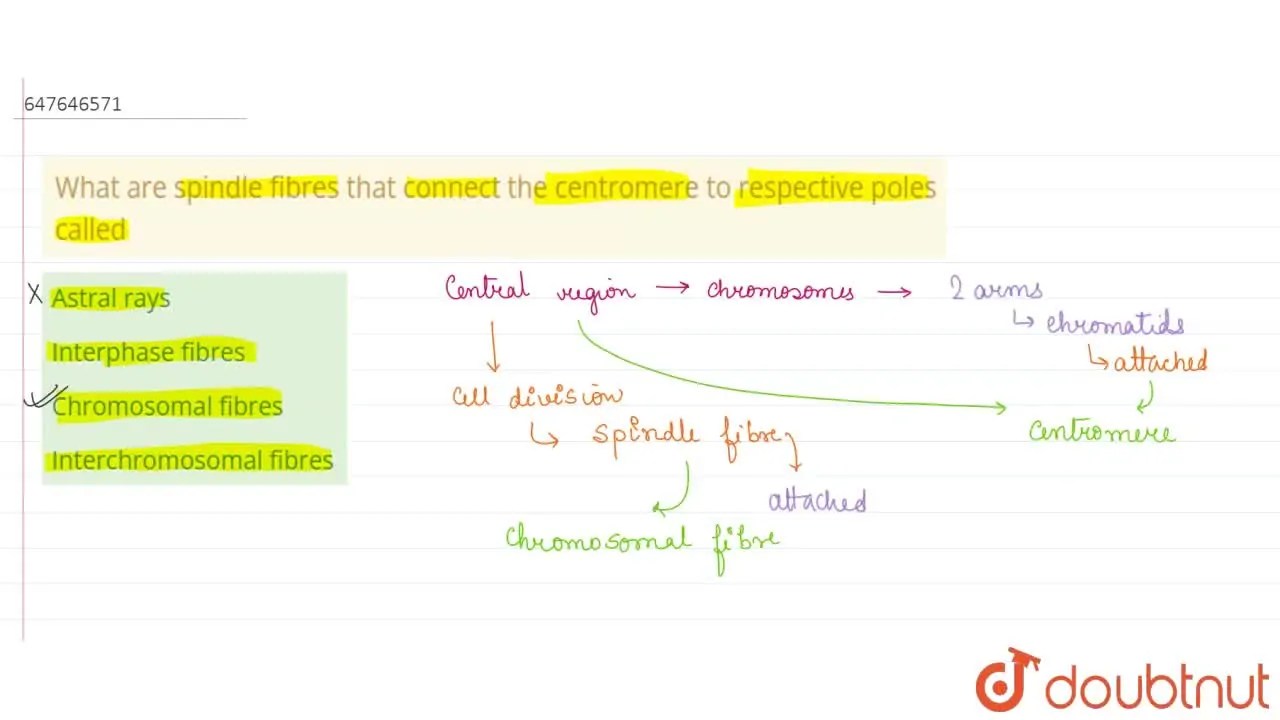 [Bengali Solution] What are spindle fibres that connect the centromere