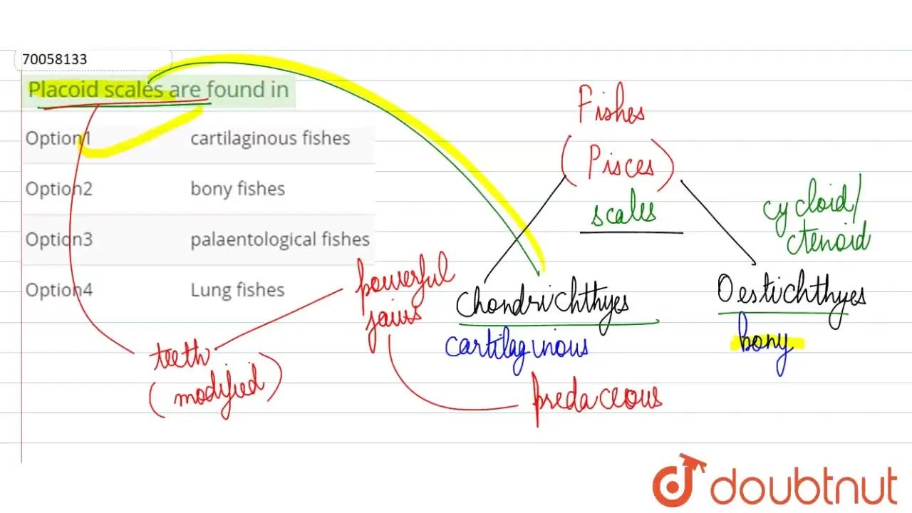 Placoid scales are found in