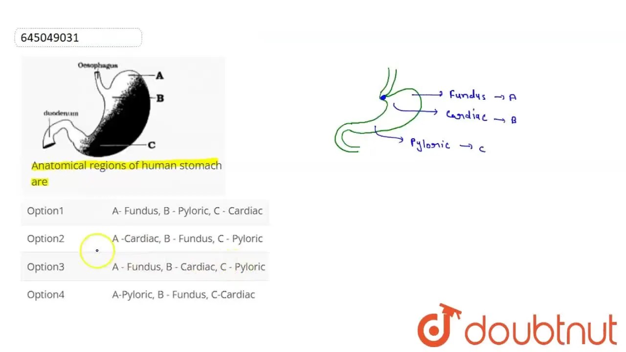 Anatomical regions of human stomach are