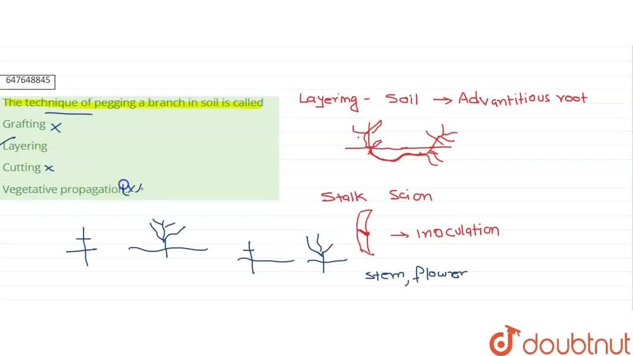 [Bengali Solution] The technique of pegging a branch in soil is called