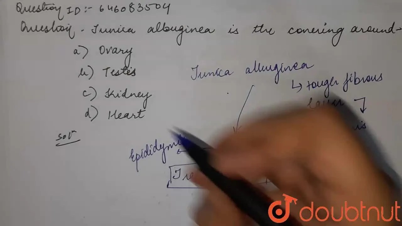 Tunica albuginea is the covering around