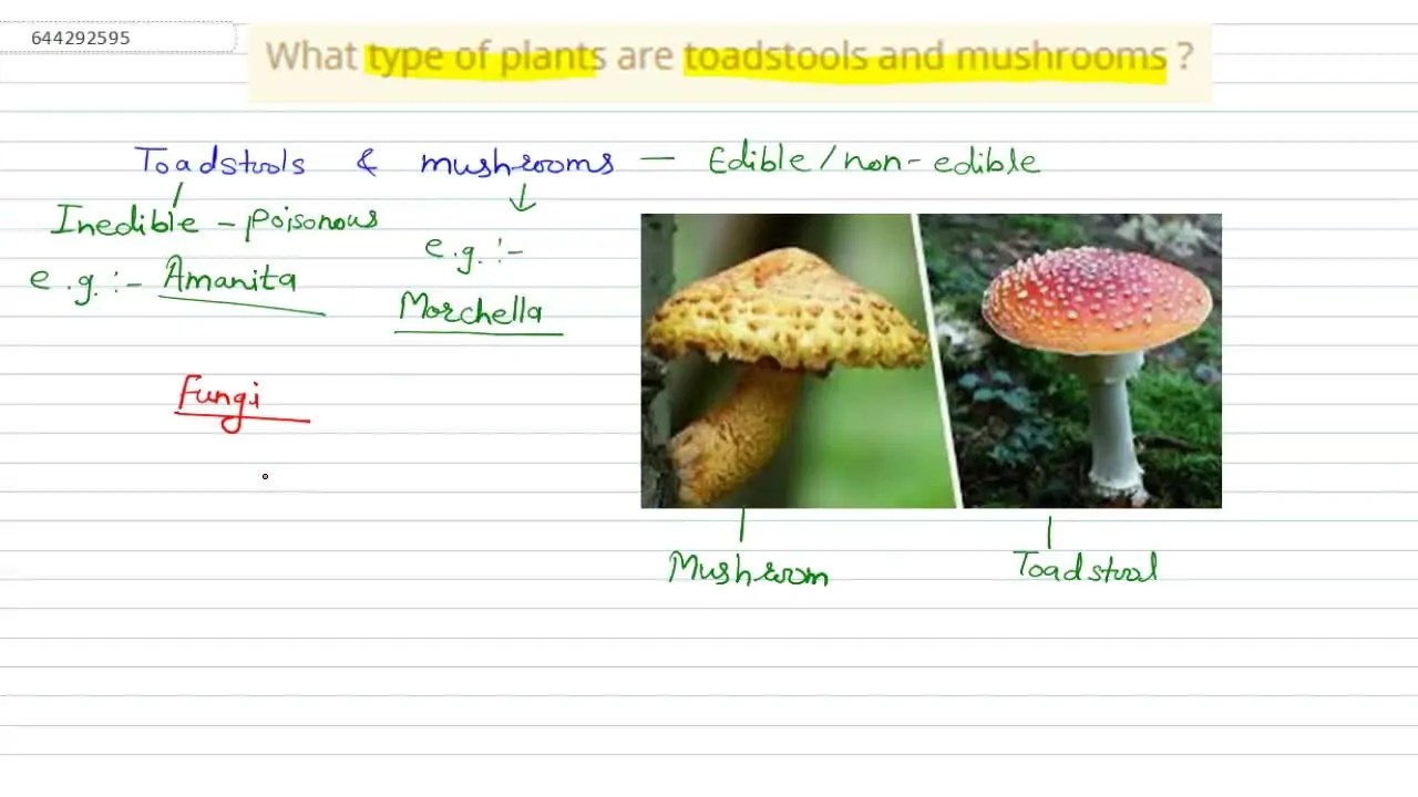 [Marathi Solution] What type of plants are toadstools and mushrooms