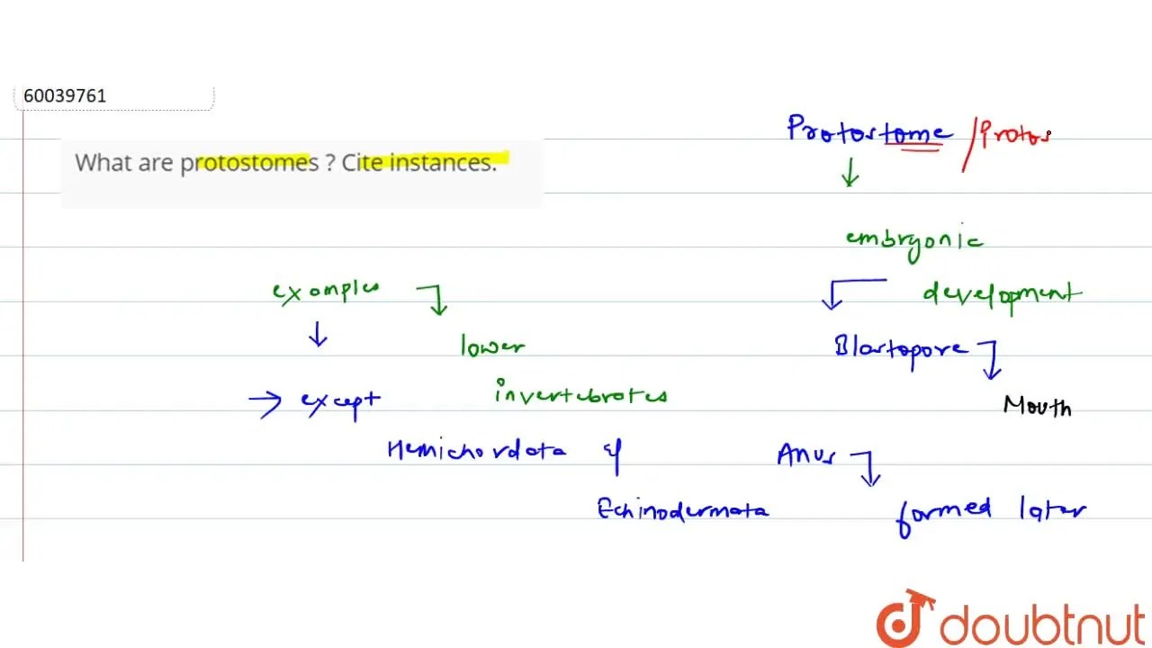 What are protostomes ? Cite instances.