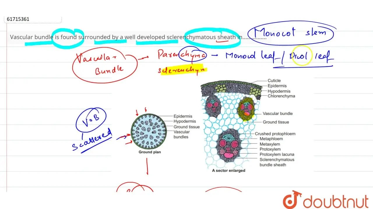 Vascular bundle is found surrounded by a well developed sclerenchymato