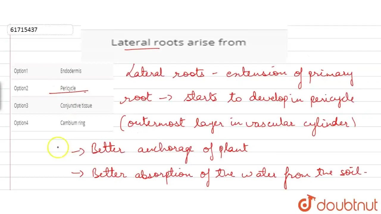 Lateral roots arise from