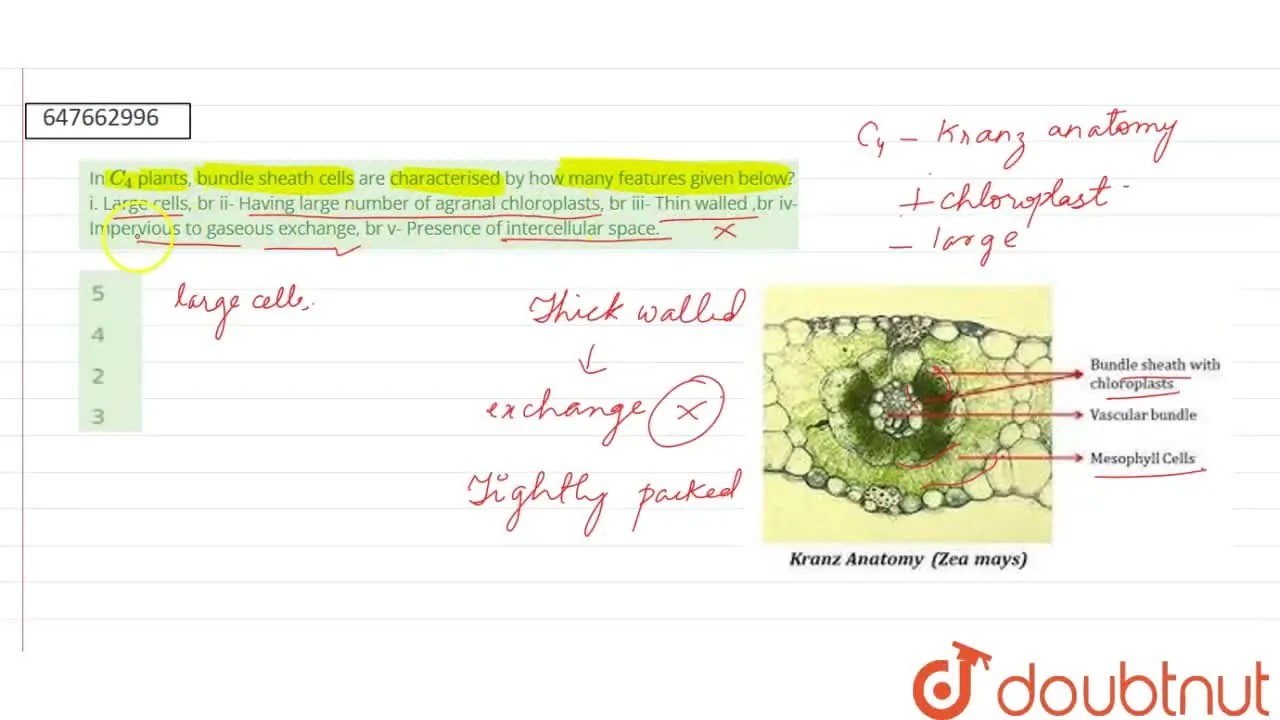 [Bengali Solution] In C4 plants, bundle sheath cells are characterised