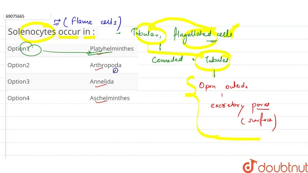 Solenocytes occur in