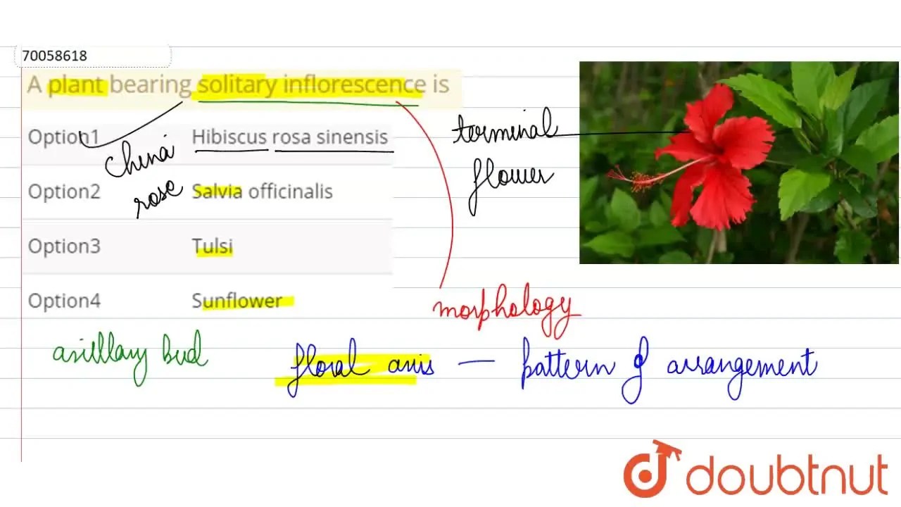 A plant bearing solitary inflorescence is