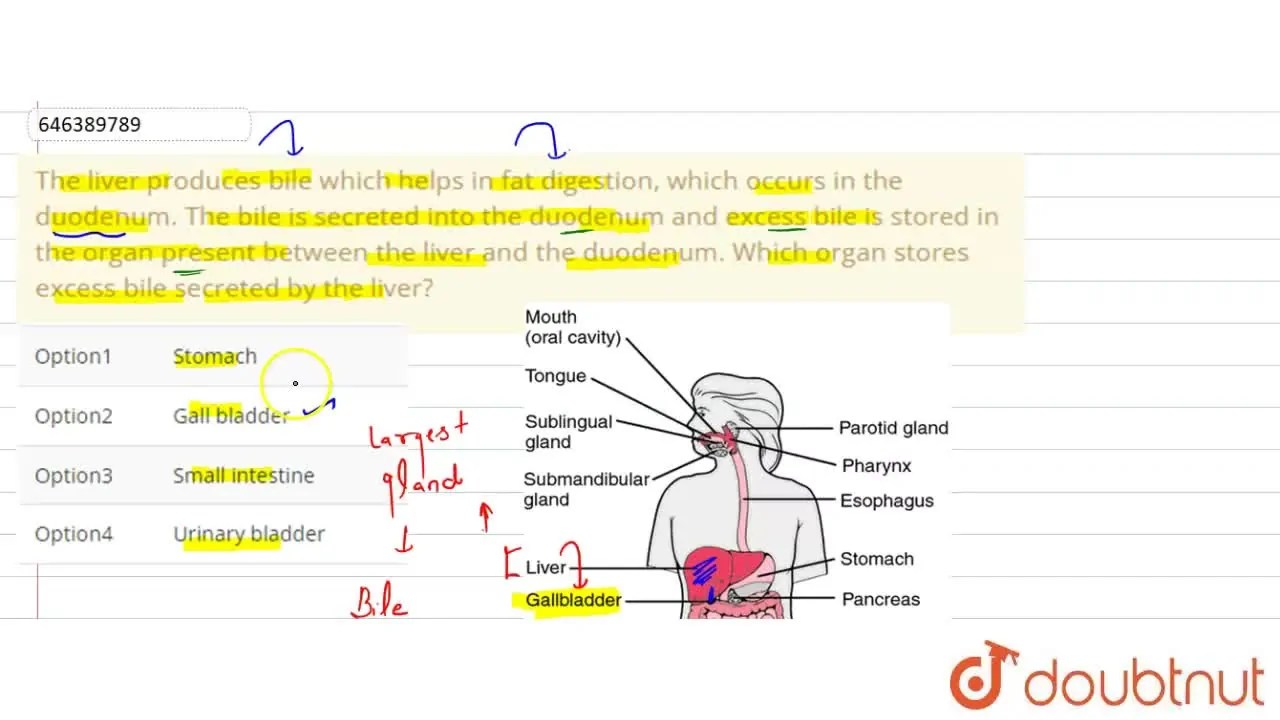 The liver produces bile which helps in fat digestion, which occurs in