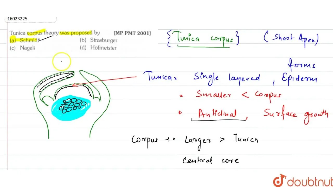 Tunica corpus theory was proposed by