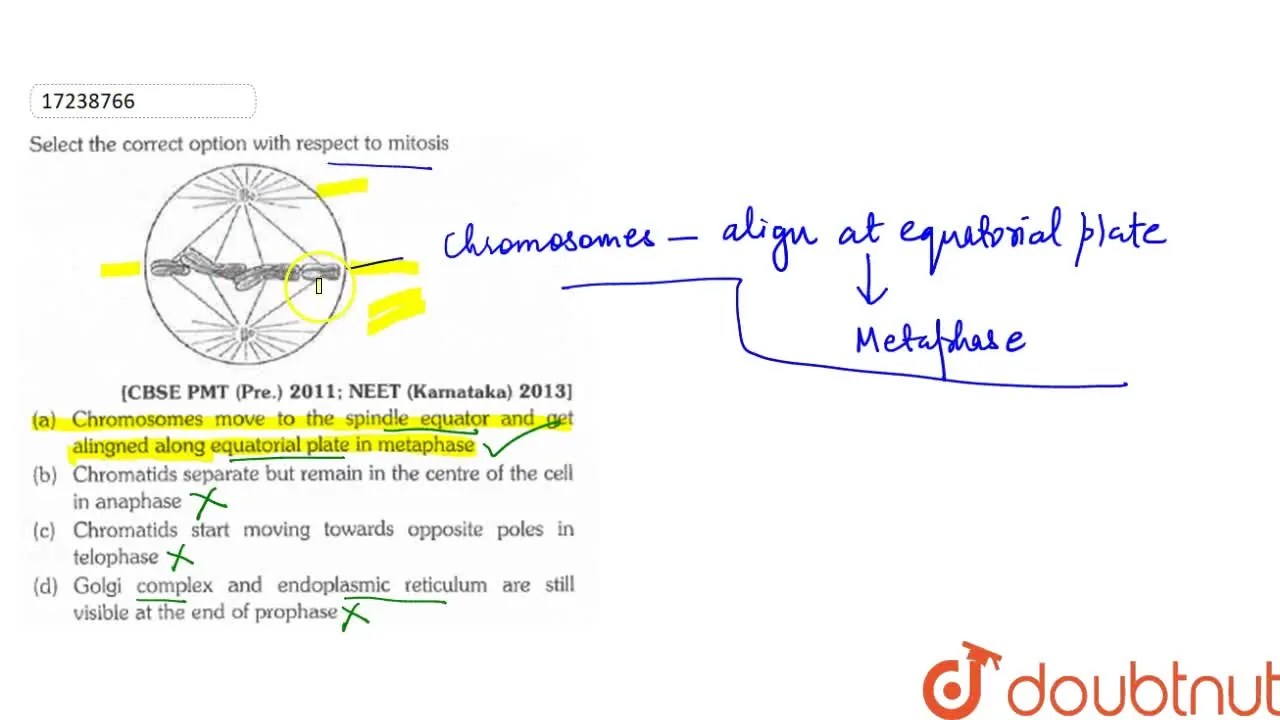 Chromosomes move to the spindle equator and get aligned along equatori