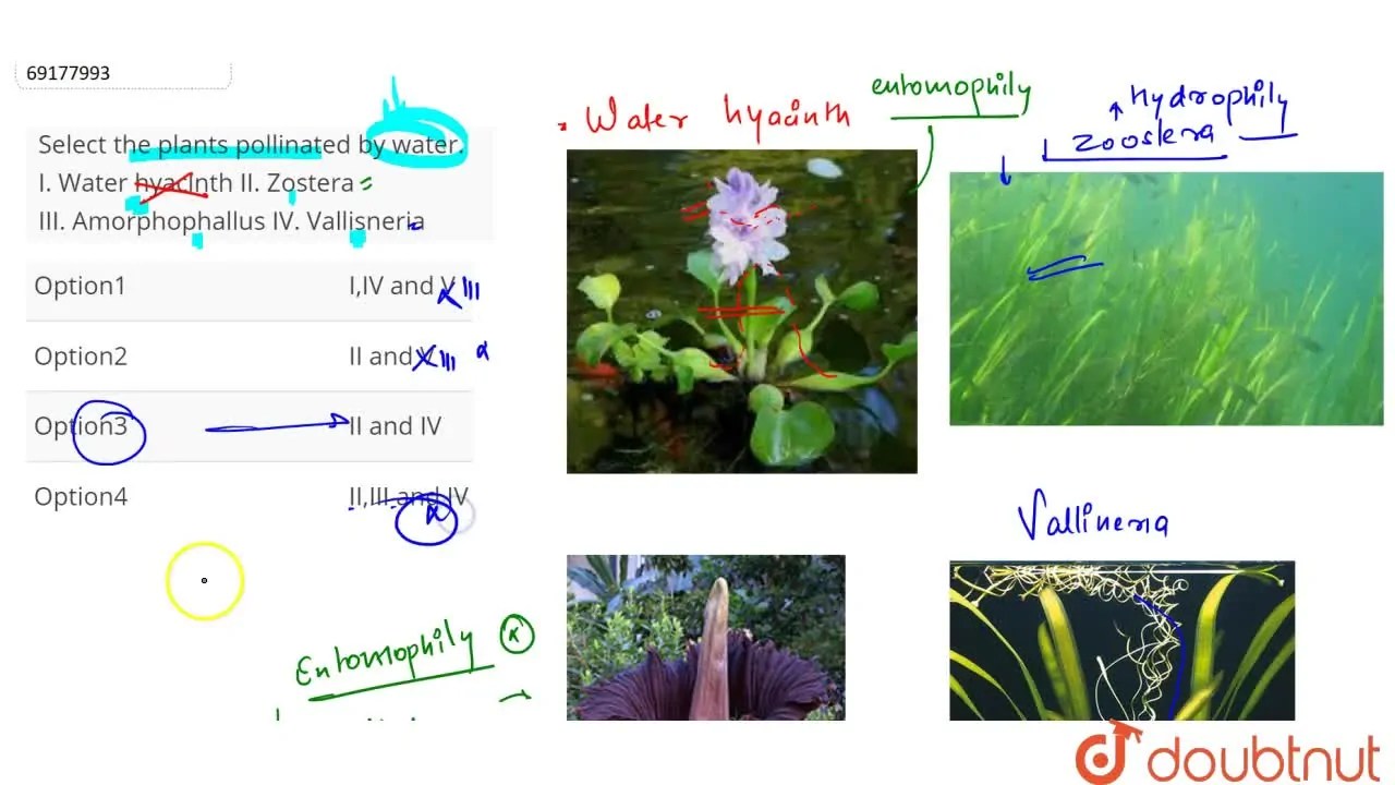 Select the plants pollinated by water. I. Water hyacinth II. Zoster