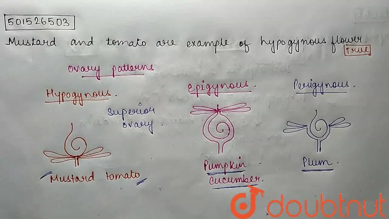 Mustard and tomato are examples of hypogynous flower.