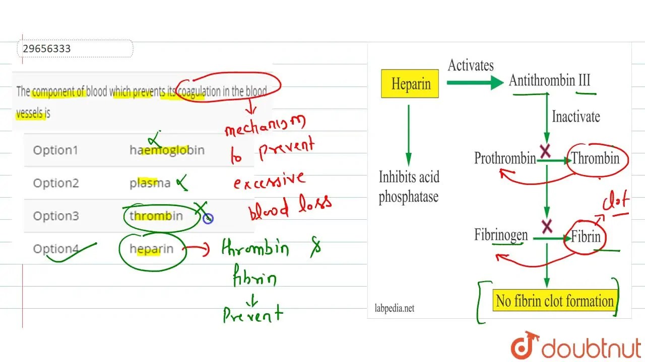 The component of blood which prevents its coagulation in the blood ves