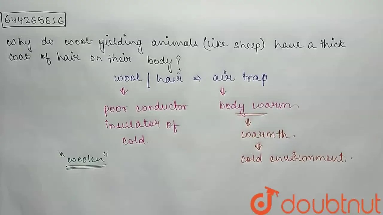 Why do woolyielding animals (like sheep) have a thick coat of hair on