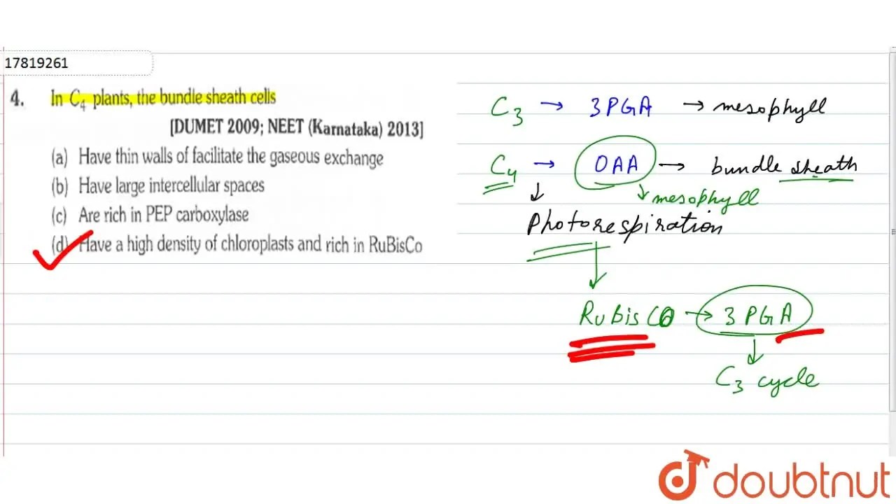 In C(4) plants, the bundle sheath cells