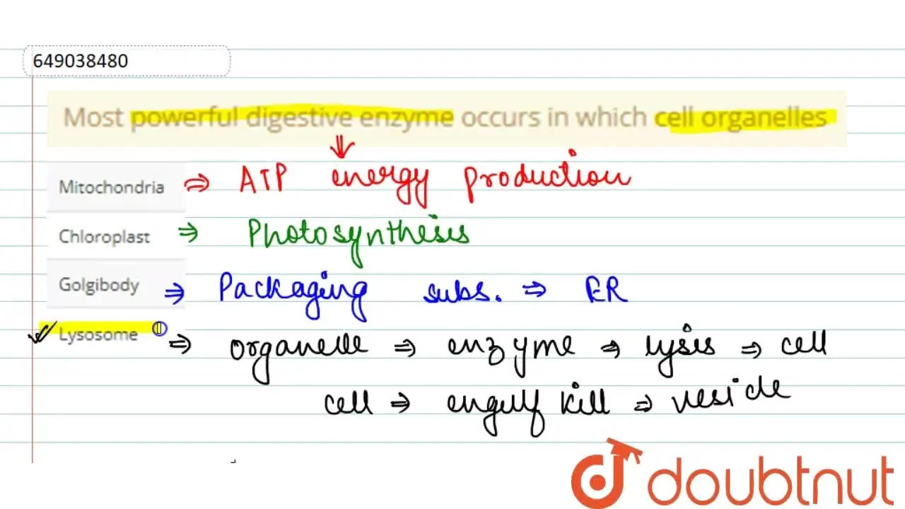 Most powerful digestive enzyme occurs in which cell organelles