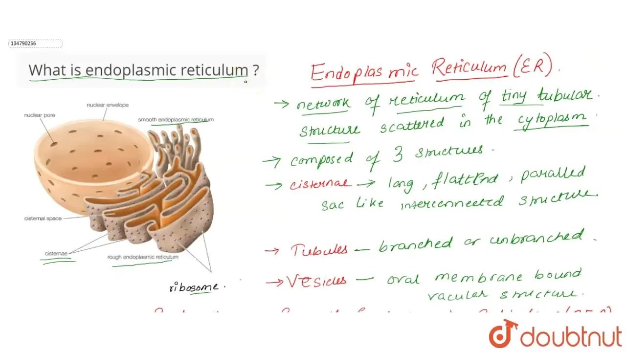 [Bengali Solution] What is endoplasmic reticulum