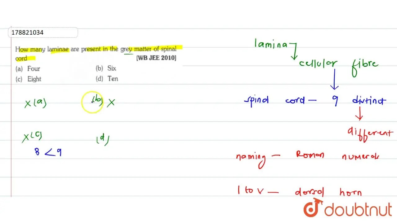 How many laminae are present in the grey matter of spinal cord.