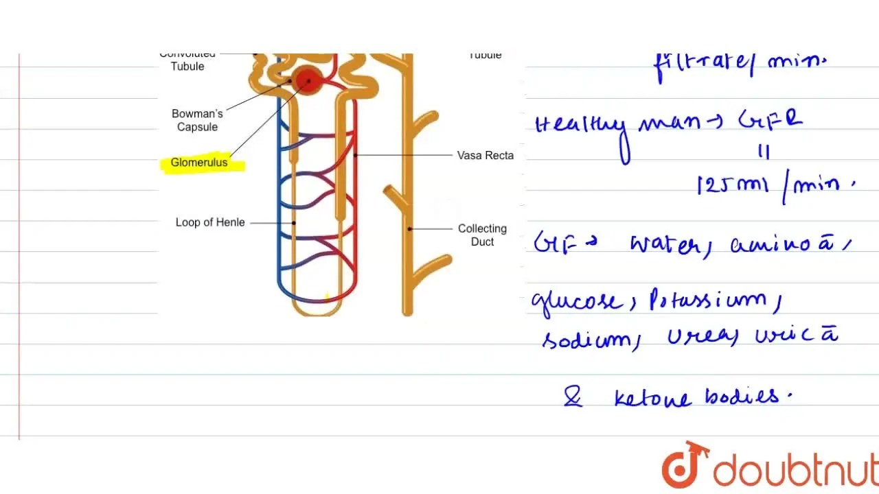 [Bengali Solution] Define Glomerular Filtration Rate (GFR)