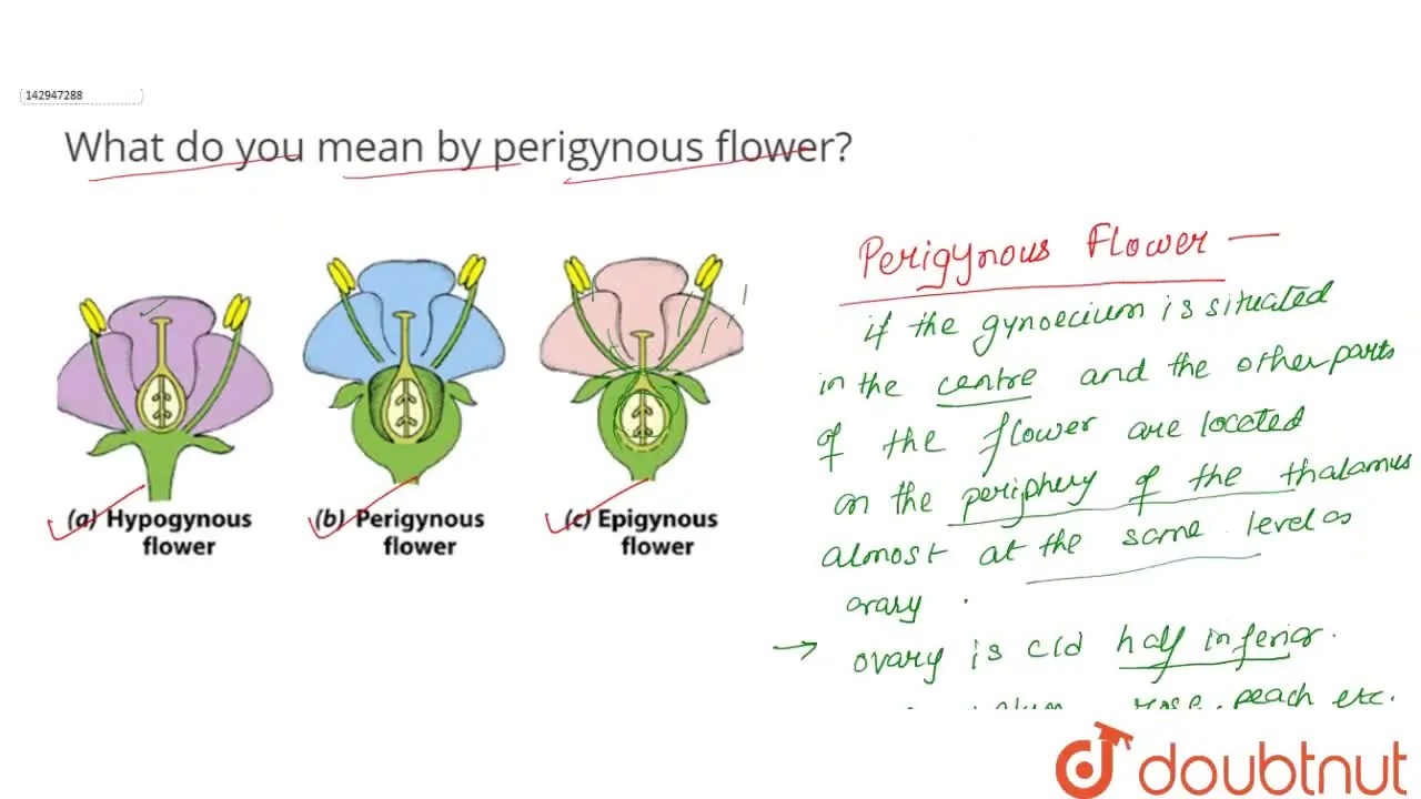[Bengali Solution] What do you mean by perigynous flower?