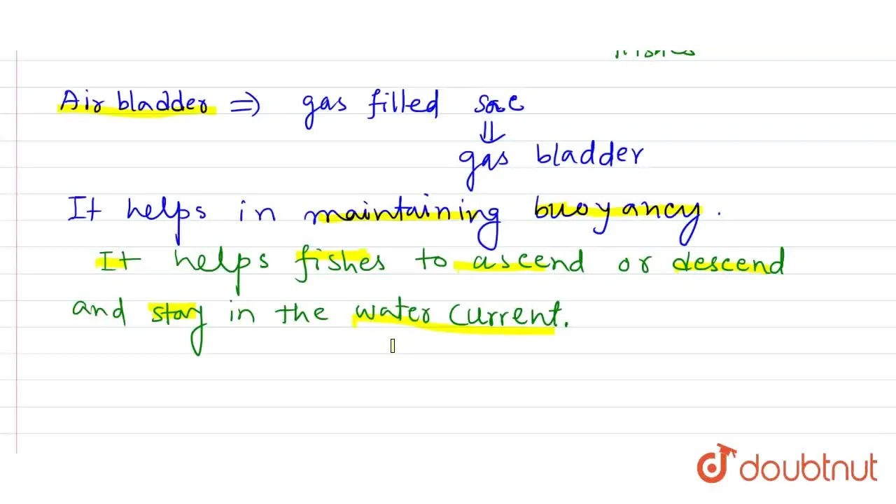 [Bengali Solution] How important is the presence of air bladder in Pis