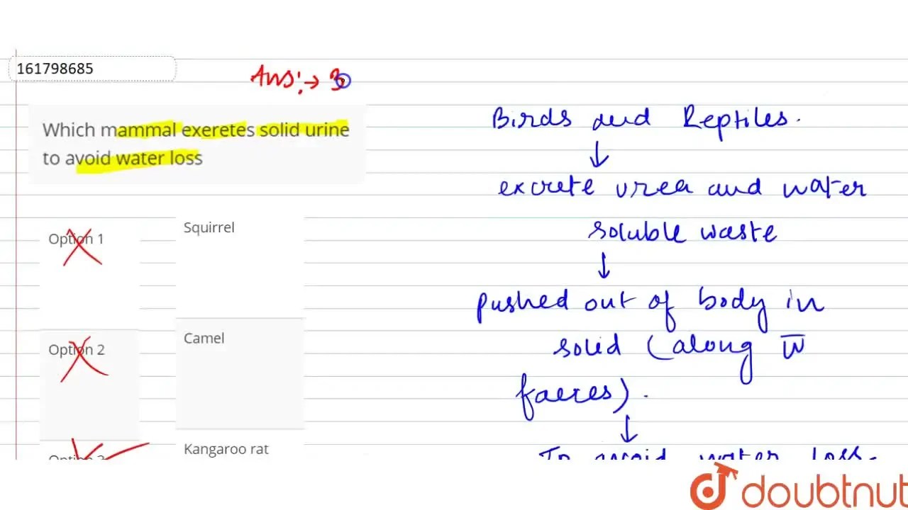 [Bengali Solution] Which mammal exeretes solid urine to avoid water lo