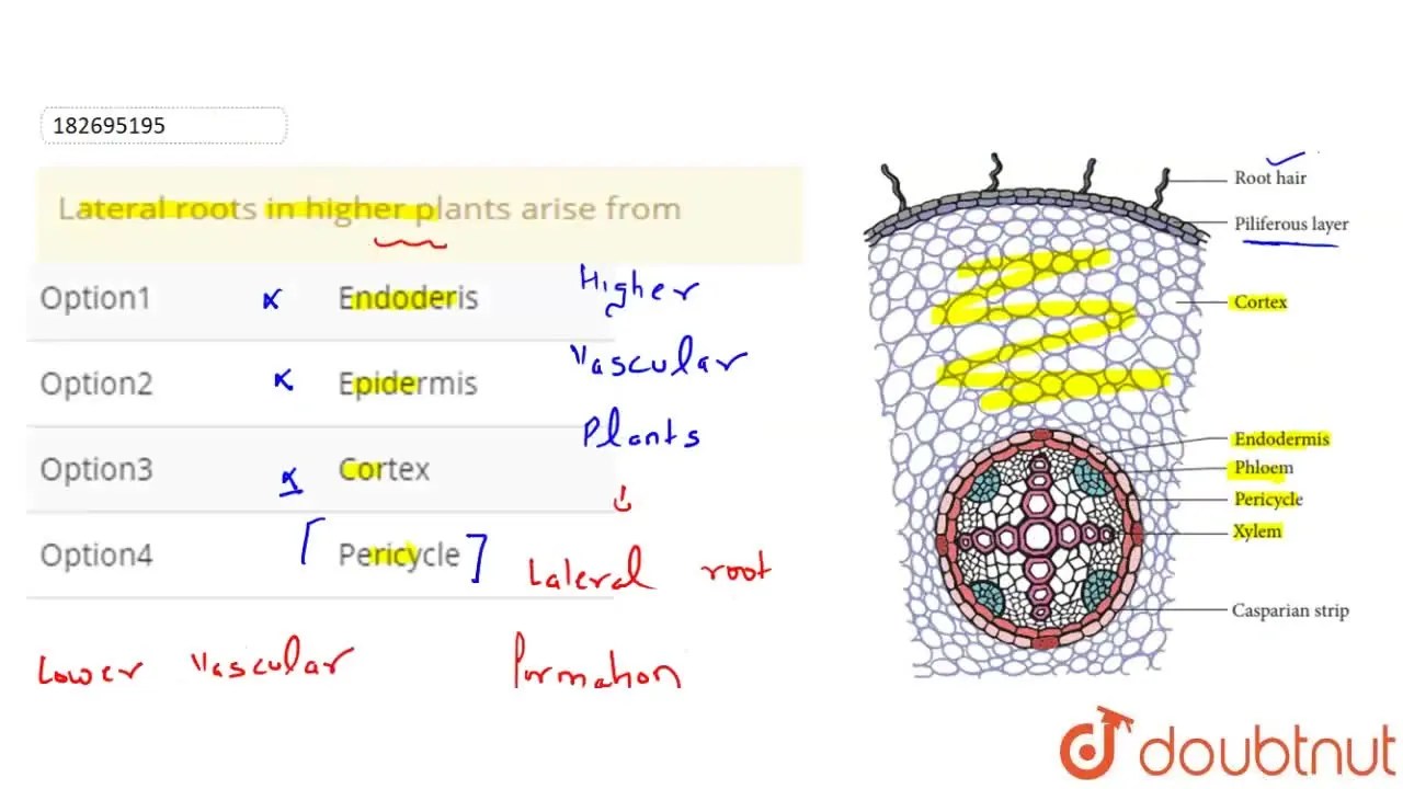 Lateral roots in higher plants arise from