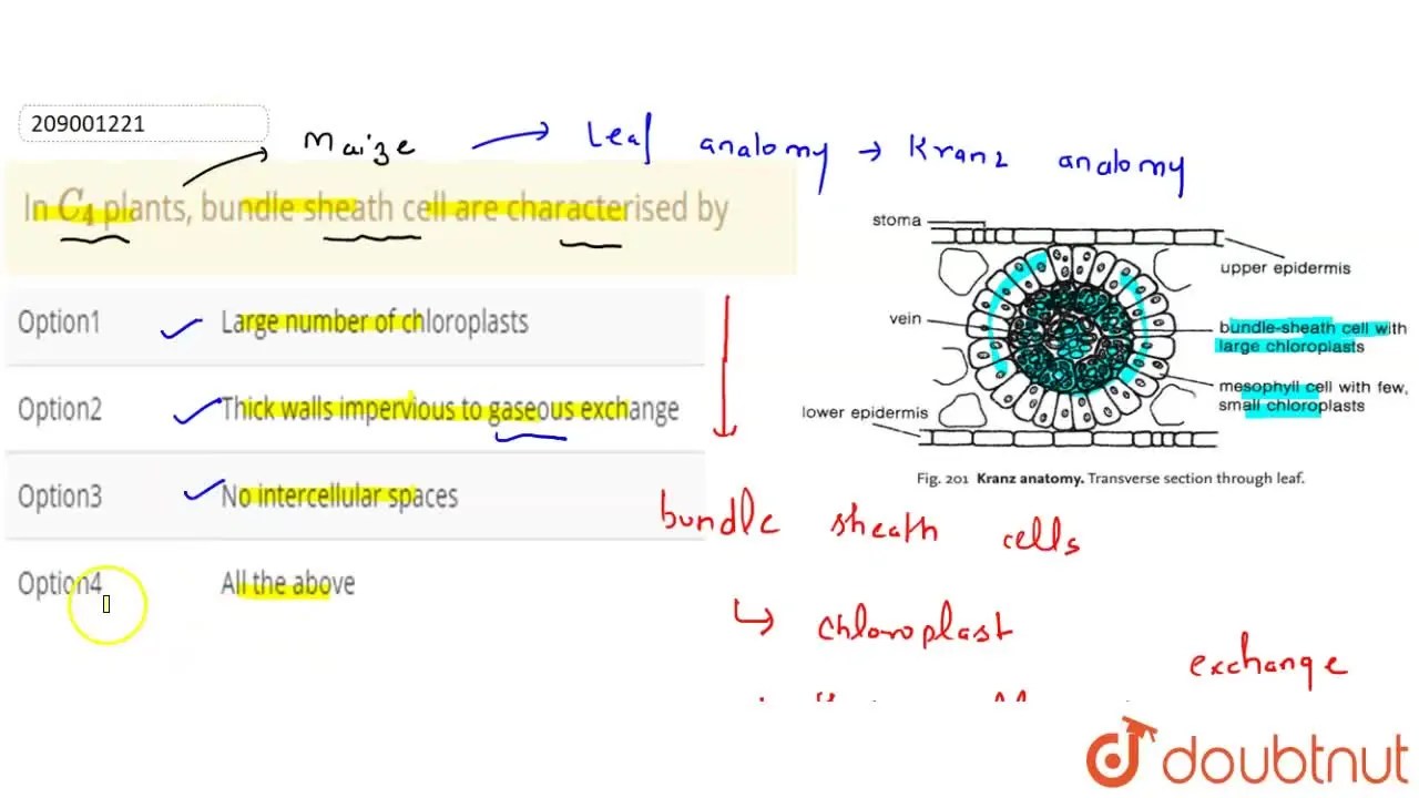 In C(4) plants, bundle sheath cell are characterised by