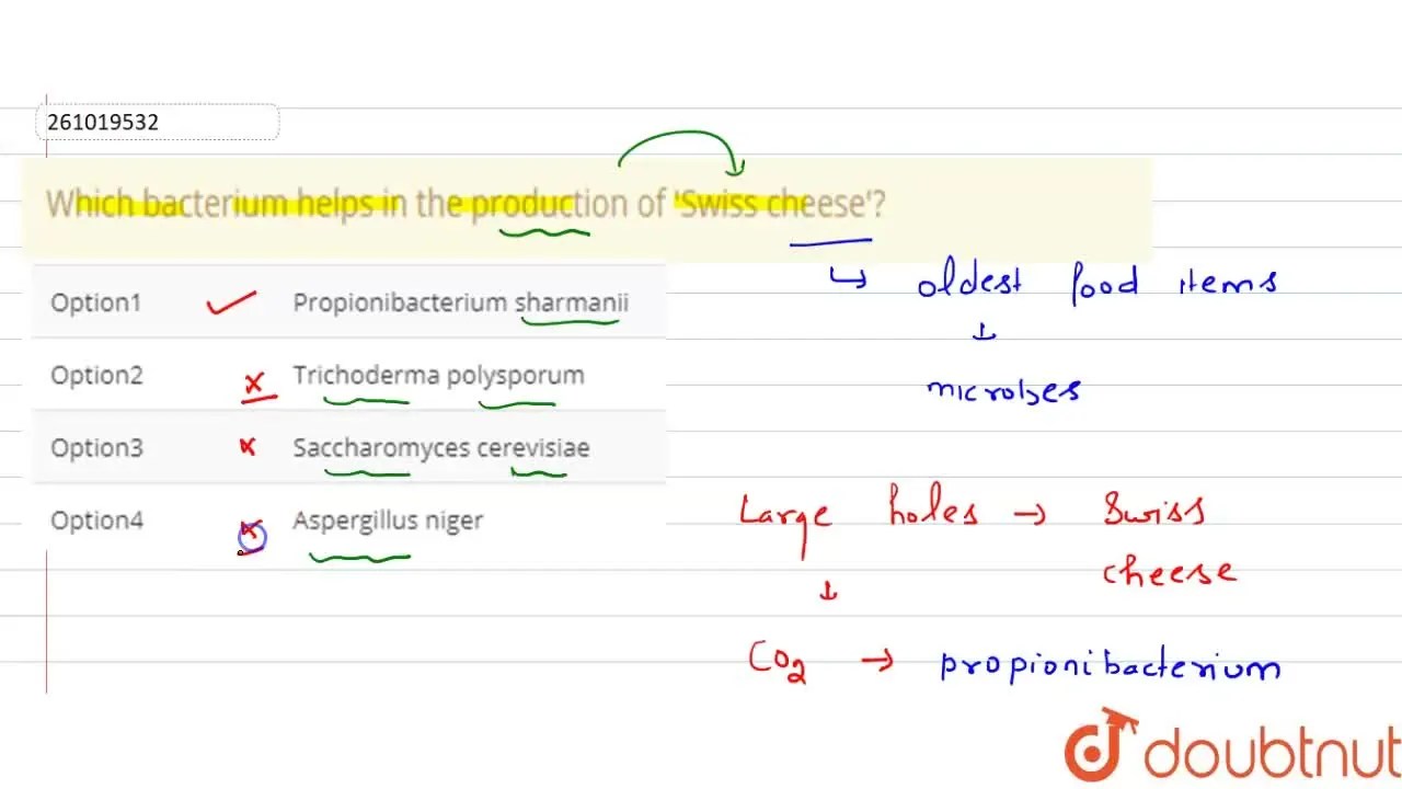 Which bacterium helps in the production of 'Swiss cheese'?