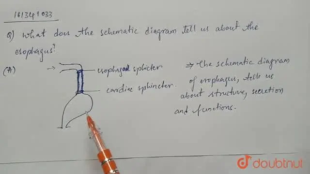 [Telugu Solution] What does the schematic diagram tell us about the es